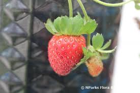 Attēlu rezultāti vaicājumam “Fragaria x ananassa fruit”