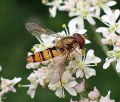 Attēlu rezultāti vaicājumam “Episyrphus balteatus”