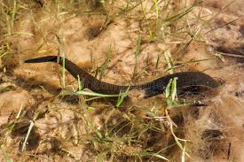 Attēlu rezultāti vaicājumam “Haemopis sanguisuga”