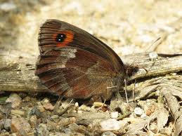 Attēlu rezultāti vaicājumam “Erebia aethiops”