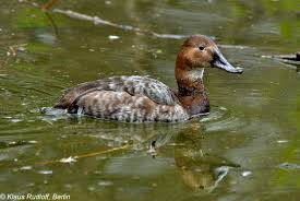 Image result for Aythya valisineria