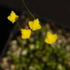 Attēlu rezultāti vaicājumam “Utricularia x neglecta”