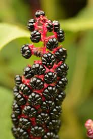 Attēlu rezultāti vaicājumam “Phytolacca acinosa fruit”