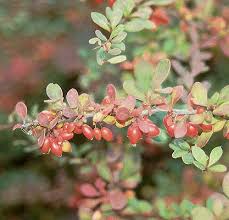 Attēlu rezultāti vaicājumam “Berberis thunbergii fruit”