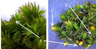 Attēlu rezultāti vaicājumam “Orthotrichum patens sporophyte”
