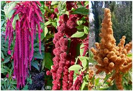 Attēlu rezultāti vaicājumam “Amaranthaceae”