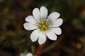 Attēlu rezultāti vaicājumam “Cerastium arvense flower”