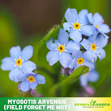 Attēlu rezultāti vaicājumam “Myosotis”