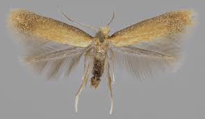 Attēlu rezultāti vaicājumam “Tischeria ekebladella”