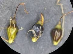 Attēlu rezultāti vaicājumam “Eleocharis quinqueflora flower”
