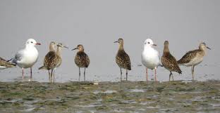 Attēlu rezultāti vaicājumam “Philomachus pugnax adult”
