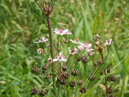 Attēlu rezultāti vaicājumam “Butomus umbellatus flower”