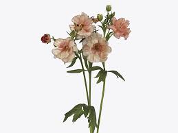 Attēlu rezultāti vaicājumam “Ranunculus brunnescens”