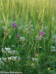 Attēlu rezultāti vaicājumam “Vicia angustifolia leaf”