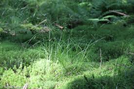 Attēlu rezultāti vaicājumam “Carex remota fruit”