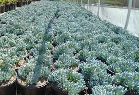 Attēlu rezultāti vaicājumam “Senecio”