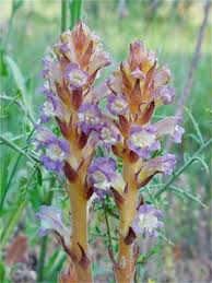 Attēlu rezultāti vaicājumam “Orobanche coerulescens flower”
