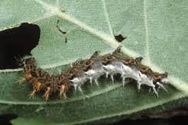 Attēlu rezultāti vaicājumam “Polygonia c-album larva”