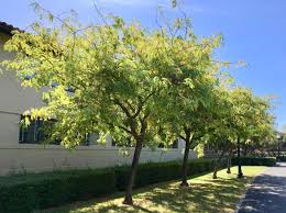 Attēlu rezultāti vaicājumam “Gleditsia triacanthos”