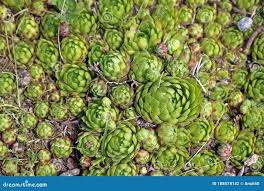 Attēlu rezultāti vaicājumam “Jovibarba globifera bud”