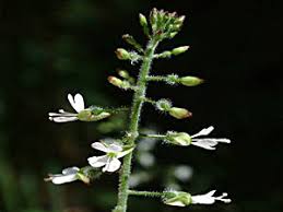 Attēlu rezultāti vaicājumam “Circaea lutetiana”