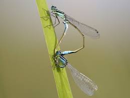 Attēlu rezultāti vaicājumam “Ischnura elegans”
