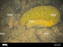 Attēlu rezultāti vaicājumam “Haemopis sanguisuga”