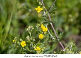 Attēlu rezultāti vaicājumam “Potentilla supina flower”