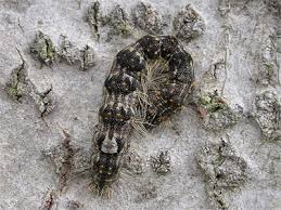 Attēlu rezultāti vaicājumam “Acronicta megacephala larva”