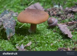 Attēlu rezultāti vaicājumam “Gymnopilus picreus”