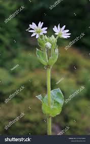 Attēlu rezultāti vaicājumam “Myosoton aquaticum”