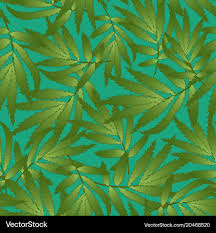 Attēlu rezultāti vaicājumam “Tagetes leaf”