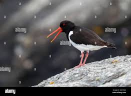 Attēlu rezultāti vaicājumam “Haematopus ostralegus adult”