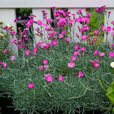 Image result for Dianthus gratianopolitanus