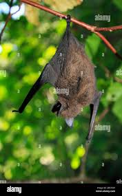Attēlu rezultāti vaicājumam “Myotis sp.”