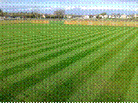 Image result for Olney Town Cricket Club