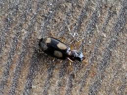 Attēlu rezultāti vaicājumam “Dromius quadrimaculatus”