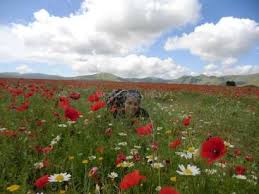 Image result for selvatici tehron