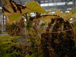 Attēlu rezultāti vaicājumam “Cuscuta europaea fruit”