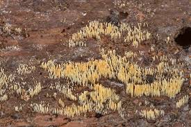 Attēlu rezultāti vaicājumam “Mucronella calva”