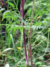 Image result for Chaerophyllum aureum