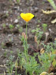 Attēlu rezultāti vaicājumam “Eschscholzia californica fruit”