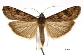 Attēlu rezultāti vaicājumam “Nomophila noctuella”