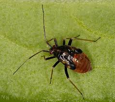 Attēlu rezultāti vaicājumam “Grypocoris sexguttatus imago”