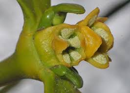 Attēlu rezultāti vaicājumam “Viscum album female flower”