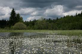 Attēlu rezultāti vaicājumam “Laserpitium pruthenicum”