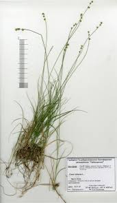 Attēlu rezultāti vaicājumam “Carex loliacea”