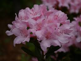 Attēlu rezultāti vaicājumam “Microrrhinum minus flower”