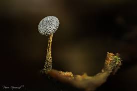 Attēlu rezultāti vaicājumam “Physarum gravidum macro”