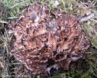 Image result for Podoscypha multizonata